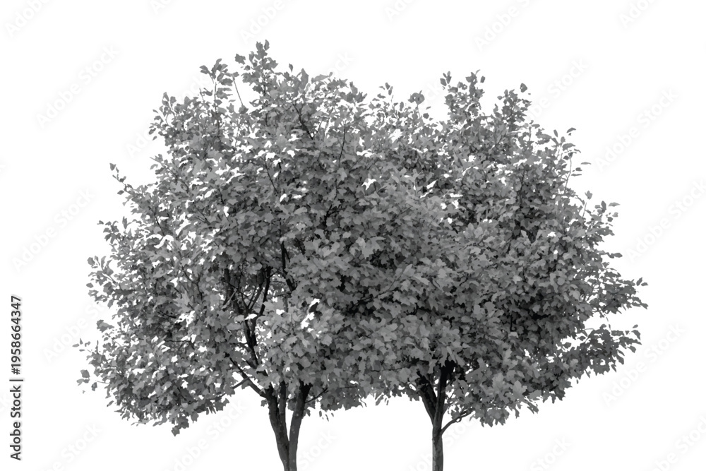 Fototapeta premium Black and white tree silhouette, deciduous trees with leafy canopy isolated on white background, monochrome nature element, pair of garden trees, botanical illustration, outdoor park greenery.