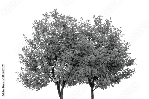 Photos Black and white tree silhouette, deciduous trees with leafy canopy isolated on white background, monochrome nature element, pair of garden trees, botanical illustration, outdoor park greenery