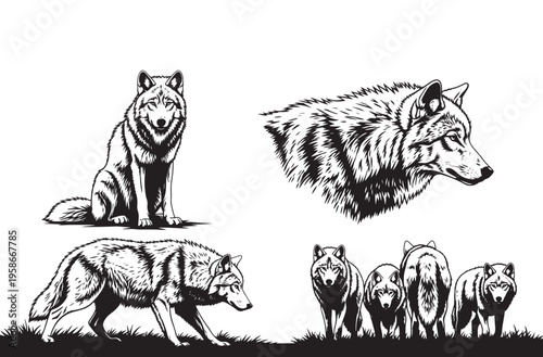 Gray wolf collection including sitting predator profile portrait alpha male walking on grass and pack of wolves standing together in wilderness for wildlife conservation graphics