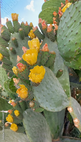 Fotografía blooming prickly pear cactus