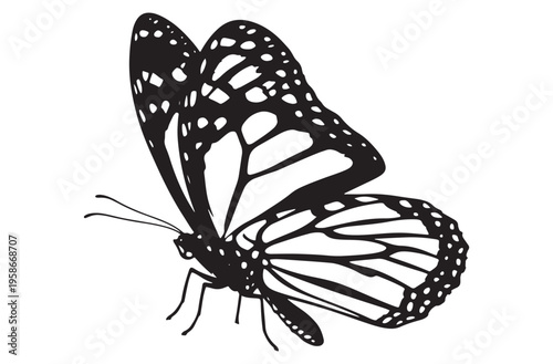 Butterfly wing detail silhouette with intricate pattern and monarch butterfly markings for spring season decoration nature themes and entomology educational graphic design works