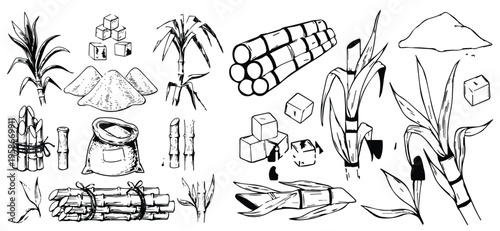 sugar cane vintage sketch vector Sugar cane plant, stem bunch, stalk and leaves, sweet spice cube and powder ingredient