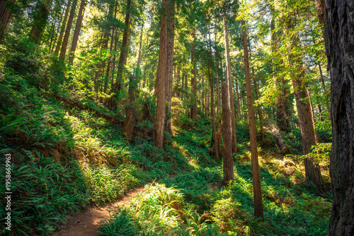 Afternoon Light Glow, James Irvine Trail Redwoods, Prairie Creek Redwoods State Park, California