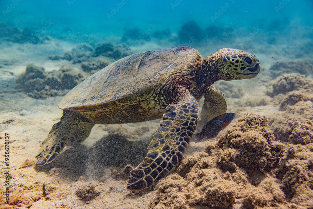 Fototapeta premium Kauai, Hawaii, Anini Beach, sea turtle 