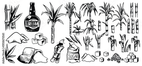 sugar cane vintage sketch vector Sugar cane plant, stem bunch, stalk and leaves, sweet spice cube and powder ingredient