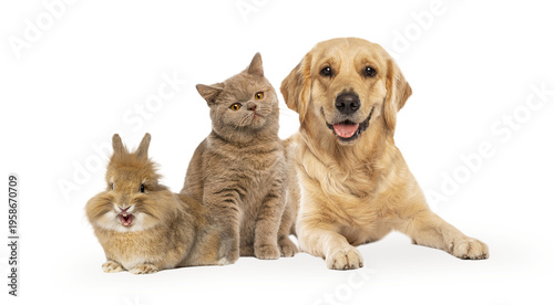 Dog, cat, and rabbit showing friendship on transparent background