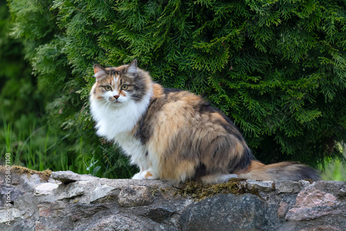 spotted domestic cat on a moorland
