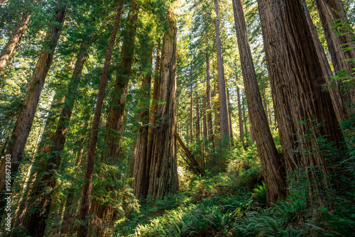 Afternoon Light Glow, James Irvine Trail Redwoods, Prairie Creek Redwoods State Park, California