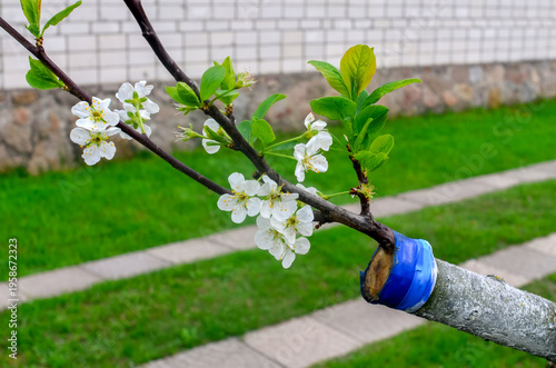 Plum grafting. The graft bloomed the second year after grafting.