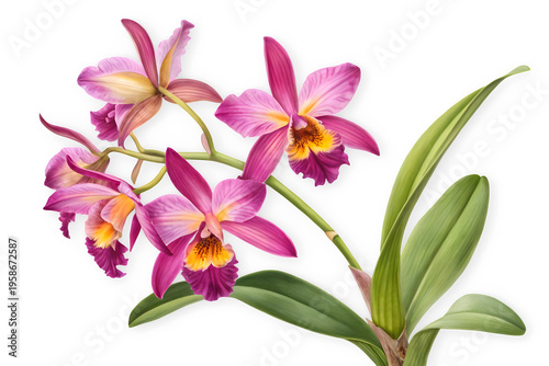 Beautiful pink and yellow cattleya orchid flowers with green leaves isolated on transparent background