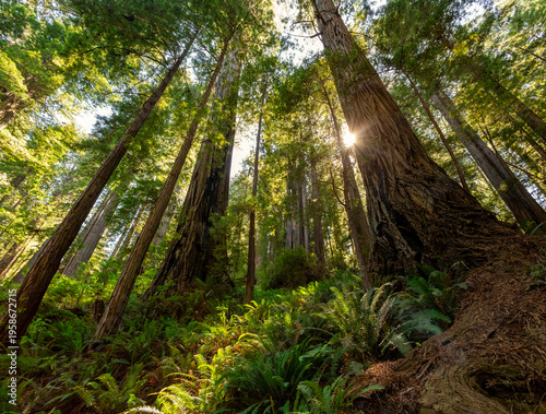 Afternoon Light Glow, James Irvine Trail Redwoods, Prairie Creek Redwoods State Park, California