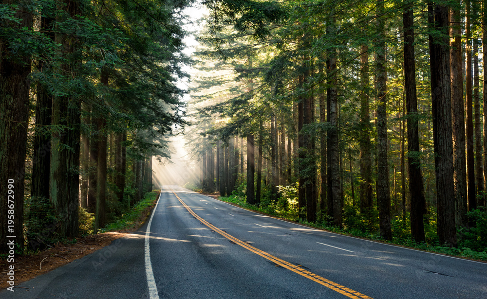Fototapeta premium The Light on the Redwood Highway, Redwood National and State Parks, California
