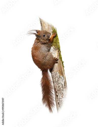 Red squirrel climbing tree trunk with moss