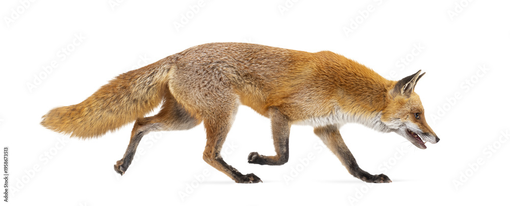 Fototapeta premium Red fox vulpes vulpes walking wildlife transparent background