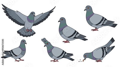 Common urban pigeons are depicted in multiple natural poses such as flying, standing, and searching for food on the ground.
