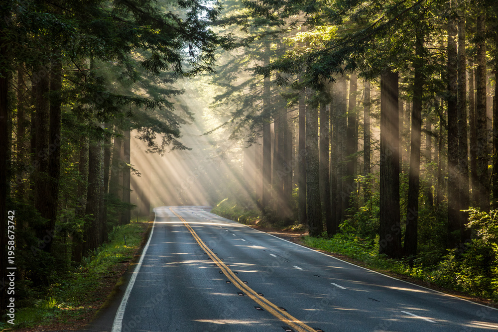 Fototapeta premium Dense Lightbeams on the Redwood Highway, Redwood National and State Parks, California