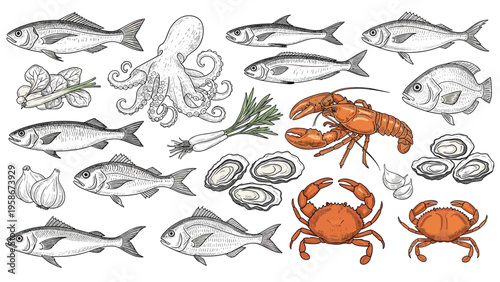 Detailed hand drawn sketches of various seafood items including diverse fish, lobsters, crabs, and oysters for a menu design.