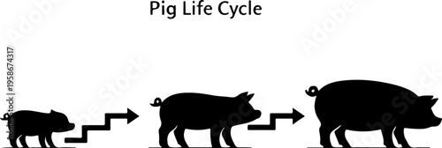 Pig Life Cycle Diagram Showing Piglet Juvenile And Adult Stages Educational Farm Animal Illustration