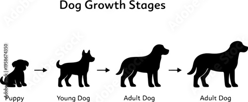 Dog Growth Stages Diagram Showing Puppy Adolescent Adult And Senior Phases Educational Illustration