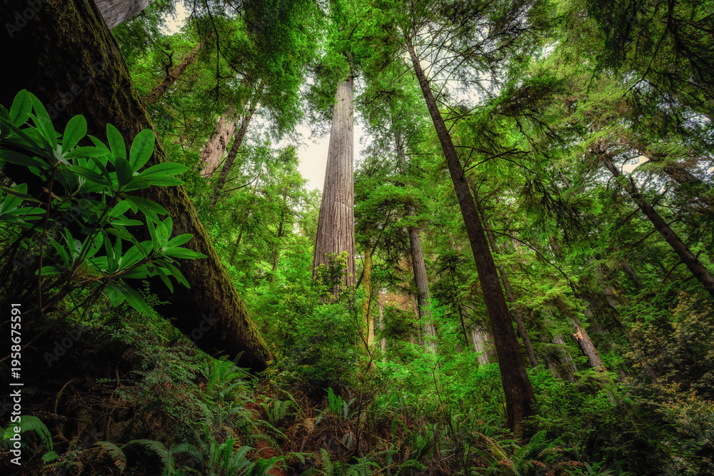 Obraz premium Giant Redwoods and Lush Green, Grove of Titans, Redwoods State and National Parks, California