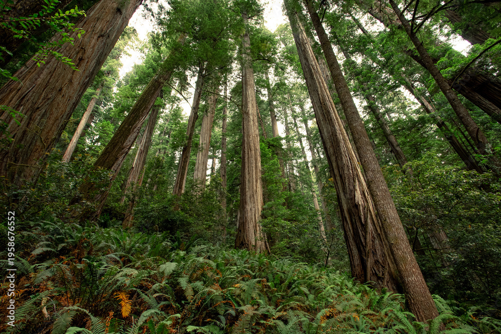 Obraz premium Giant Redwoods and Lush Green, Grove of Titans, Redwoods State and National Parks, California