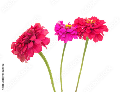 Obraz na płótnie Three beautiful pink zinnia flowers on stems isolated on a white background