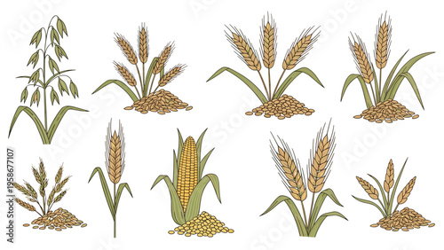 Detailed illustrations of diverse cereal crops including golden wheat stalks, ears of corn, and oat plants with harvested grain piles at the base.