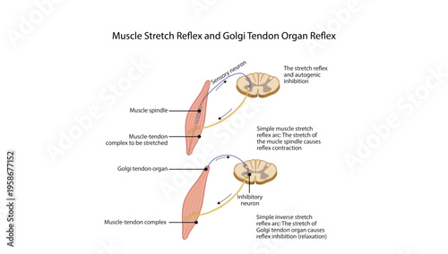 Muscle Stretch Reflex and Golgi Tendon Organ Reflex
Diagram showing the stretch reflex via muscle spindle and inverse stretch reflex via Golgi tendon organ with spinal cord pathways.