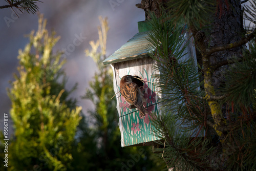 a house sparrow, passer domesticus, nesting in a handmade and painted wood birdhouse