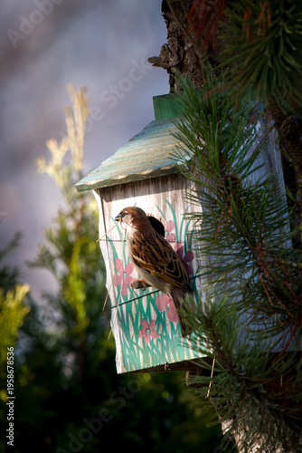 a house sparrow, passer domesticus, nesting in a handmade and painted wood birdhouse