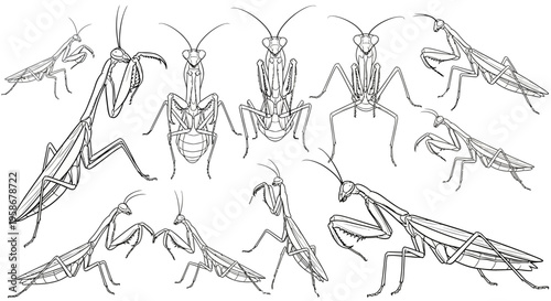 Praying mantis insect collection shown from various angles.