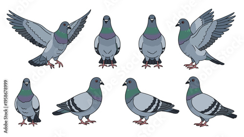 Set of eight pigeons in different realistic poses such as standing, flying with wings spread, and walking shown from various angles.