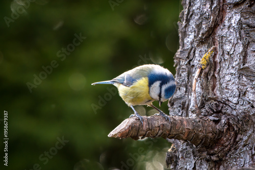 a blue tit, cyanistes caeruleus, perched on a twig from a swiss stone pine at a spring morning