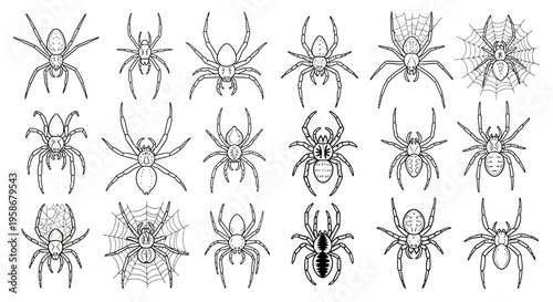 Detailed line art compilation showcases various spider types.