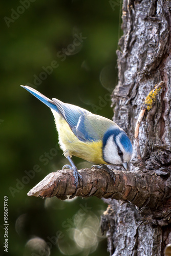 a blue tit, cyanistes caeruleus, perched on a twig from a swiss stone pine at a spring morning