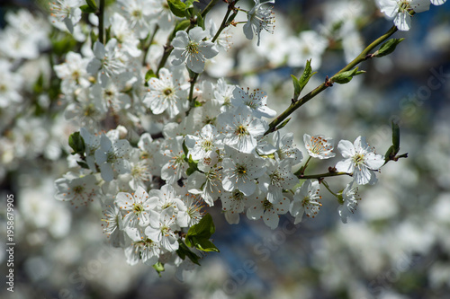 dense, thick plum blossoms on the branches close up