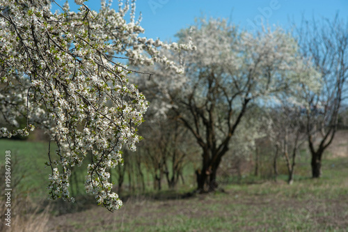 Blossoming trees in spring, cherries, plums, focus on the branch in front, a ...