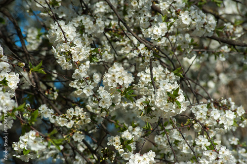 cherry plum (Prunus cerasifera), dense blossoms close up on the branches