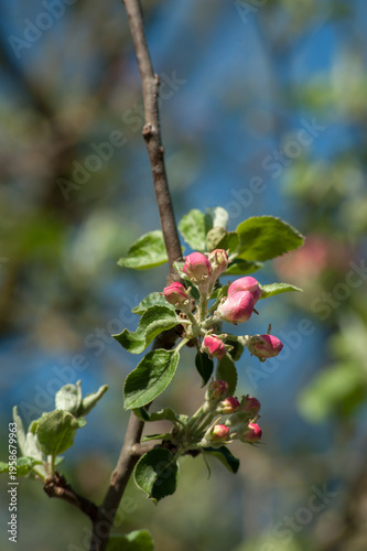 pink buds blooming with fresh leaves on apple trees at springtime