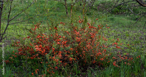 Japanese quince (Chaenomeles japonica) a shrub with orange flowers in spring
