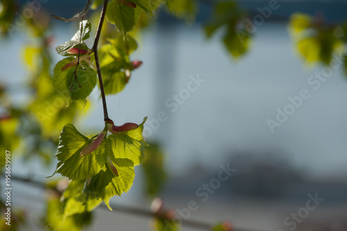 branch of heart-leaved linden (Tilia cordata) during the period of developmen...