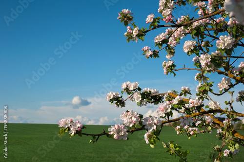 Apple tree branches covered with abundant white and pink blossoms, against a ...