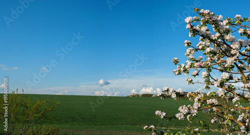 Apple tree branches covered with white and pink flowers, against a backdrop o...