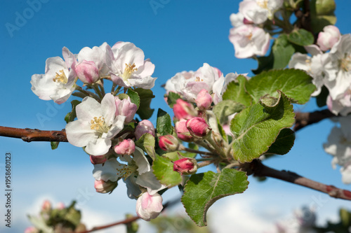 Apple tree branches in abundant bloom and buds