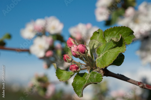 blossoming, apple trees, pink buds blooming with fresh leaves