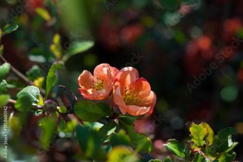 flowers of Japanese quince (Chaenomeles japonica), close-up selective focus