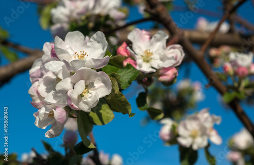 Abundant flowering apple tree, probably of the "Philippa" variety (Malus dome...