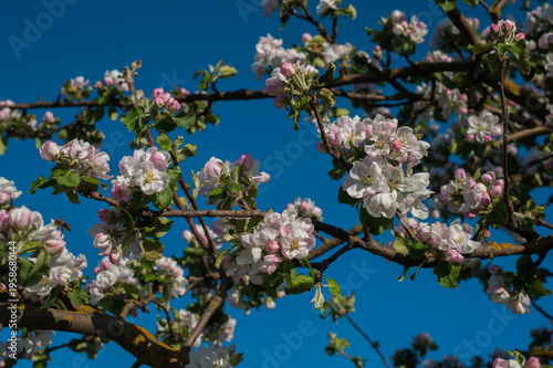 white and pale pink petals on the branches of an apple tree in abundant bloom...