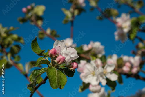 white and pale pink petals, buds on apple tree branches close-up and against ...