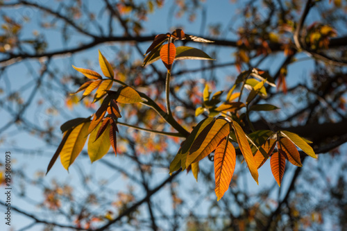 young walnut leaves (Juglans regia) in spring, close-up